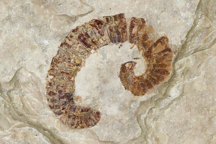 Fossil Segmented Worm - Valentine Formation, Nebraska #132997